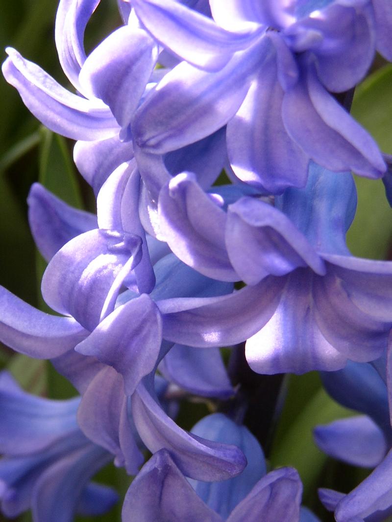 Blue Hyacinth Day