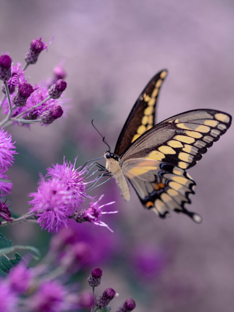 Monday poem: Flutter