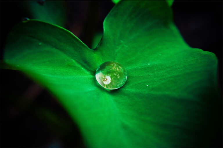 Laudato Si – The Encyclical Letter of Pope Francis