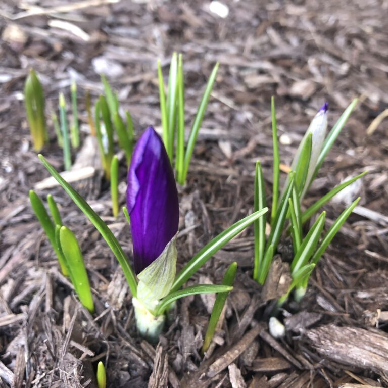 Fifth Sunday of Lent reflection