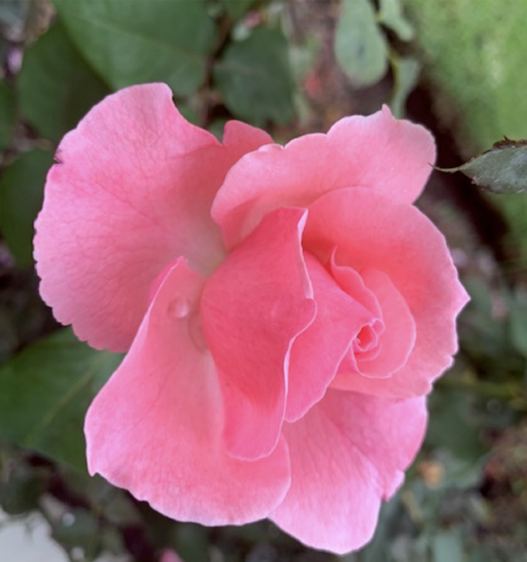 RSCJ Update August 2019