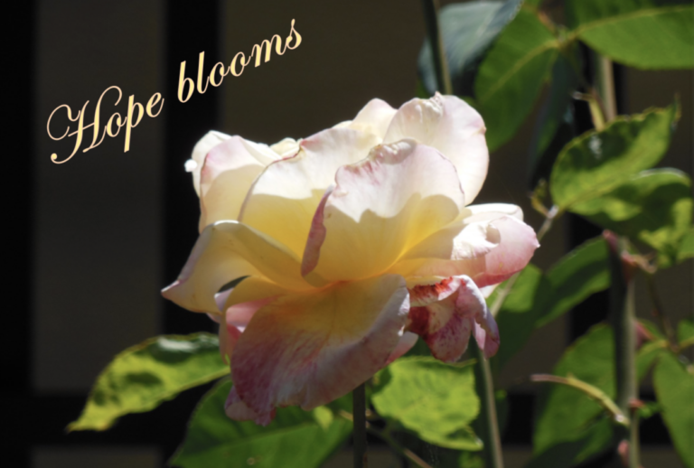 RSCJ Update April 2020